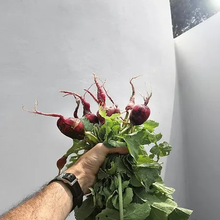 O Moinho 98 - A Cozy Getaway By The Coast Apartamento Lourinhã